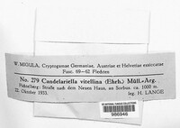 Candelariella vitellina image